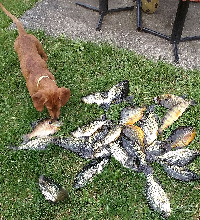 Nice mess of panfish