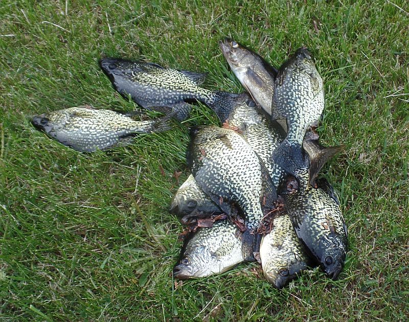 Crappies, 2016