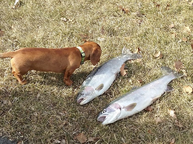 2 more steelhead