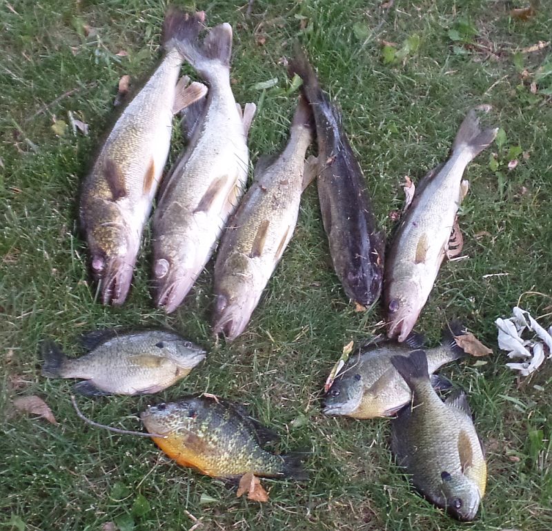 Walleye limit and panfish, 2016, Houghton Lake