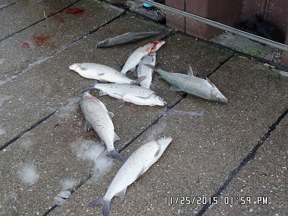 Whitefish, Tawas Pier, Novemer 2015.